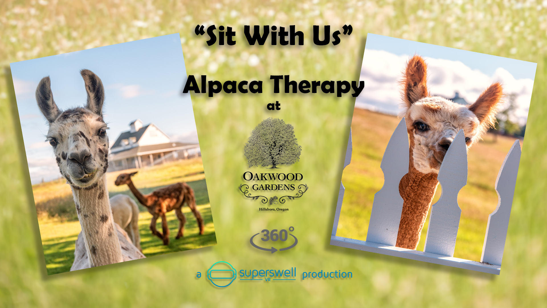 Alpaca Therapy at Oakwood Gardens – The Greatest 90 Seconds of 360 Virtual Reality Video in the History of Life